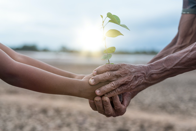 Old man's hand with dry skin and  boy hands holding a tree on the dry arid land